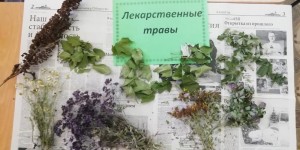 «Лекарственные травы»