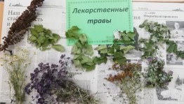 «Лекарственные травы»