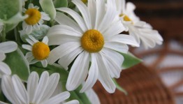 Выставка рисунков «Ромашковое настроение»