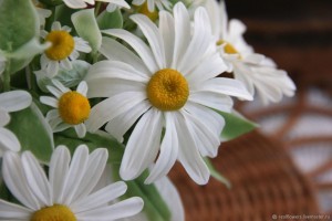 Выставка рисунков «Ромашковое настроение»