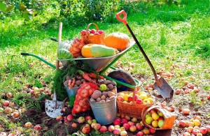 «Огород круглый год»