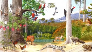 «Путешествие к растениям и животным»