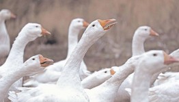 Мастер класс «каз куыгы»