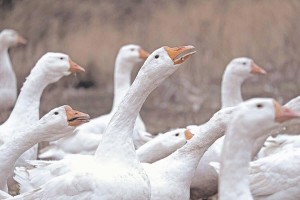 Мастер класс «каз куыгы»