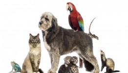 Экологический дозор «У животных есть друзья: это мы и ты и я»