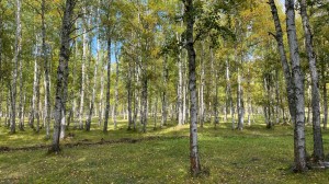 Викторина «На едине с природой»