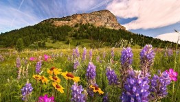 «Лечебные травы Башкортостана»