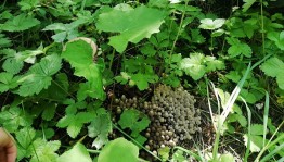 Познавательный час «Экологический калейдоскоп»