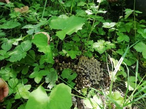 Познавательный час «Экологический калейдоскоп»