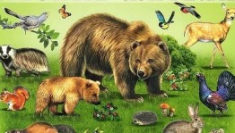 Классный час«Лесные жители»