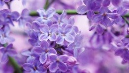 «Цветы в легендах и приданиях»