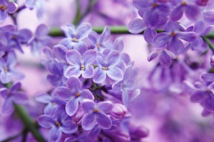 «Цветы в легендах и приданиях»