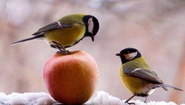 Экологический календарь«О птичке–синичке»