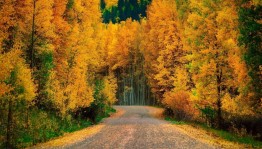 Прогулка-экскурсия в осенний лес «Удивительный мир».