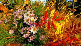 Выставка «Цветы - украшение жизни»