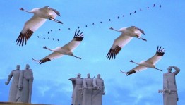 Познавательная программа «День белых журавлей»