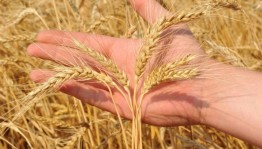 Круглый стол «Хвала рукам, что пахнут хлебом»