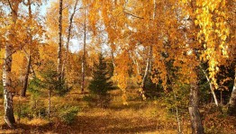 Радуга осени