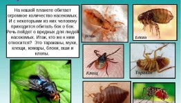 Беседа на тему «Чем опасны насекомые»