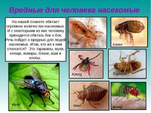 Беседа на тему «Чем опасны насекомые»