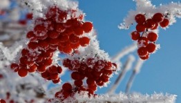 Выставка творческих работ «Зимние красоты»