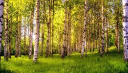 Квест-игра «Россия - моя страна»