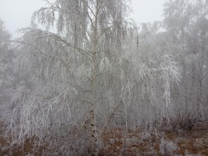 Экскурсия «Ой-ты, зимушка краса!»