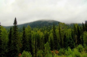 Познавательная викторина «Знатоки леса»