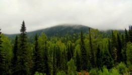 Познавательная викторина «Знатоки леса»