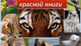 «На красной странице звери и птицы»