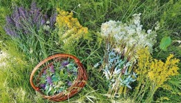 Познавательный час «Волшебные травы»