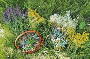 Познавательный час «Волшебные травы»