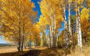 «Осень– пора золотая»