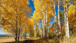 «Осень– пора золотая»