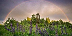 Интерактивная программа «Я вырос здесь и этим я горжусь»