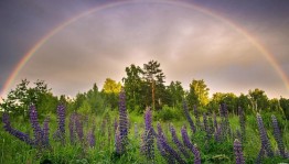 Интерактивная программа «Я вырос здесь и этим я горжусь»