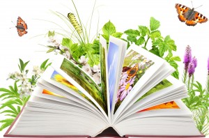 Экологический час «Книжки умные читаем и природу уважаем»