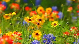 Чтение стихов о лете известных поэтов «Поэтические этюды»