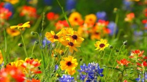 Чтение стихов о лете известных поэтов «Поэтические этюды»