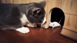«Кошка и мышь»