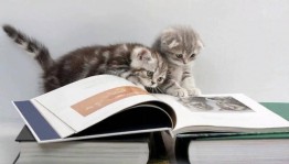 Игровая программа «А у нас такая кошка!»