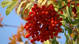 Развлекательная программа «Рябиновая осень»