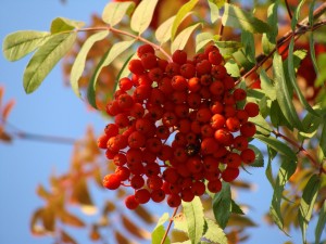 Развлекательная программа «Рябиновая осень»