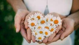 Акция «Дарите ромашки любимым»