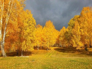 Экскурсия «Золотая осень»