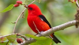 Программа «Мир птиц»