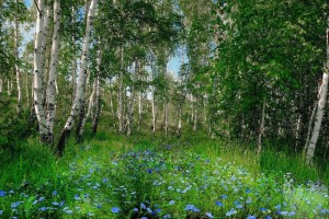 Экологический час «Мы твои друзья, природа»
