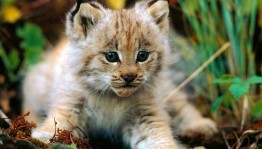 Познавательный час «Редкие животные»