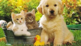 Познавательная программа «Домашние питомцы – верные друзья»