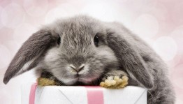 «День кролика»